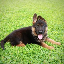 Cuccioli D Pastore Tedesco