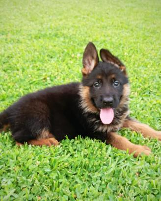 Cuccioli D Pastore Tedesco
