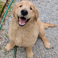 Cucciolo di golden retriever americano