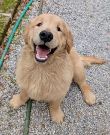 Cucciolo di golden retriever americano