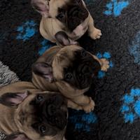 Cuccioli Bouldogue Francese con pedigree Enci/FCI