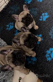 Cuccioli Bouldogue Francese con pedigree Enci/FCI