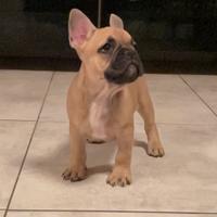 Cuccioli di Bulldog francese