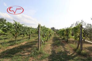 Terreno di 30000 m² a Montevarchi