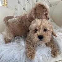 Maltipoo Toy