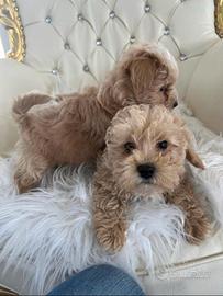 Maltipoo Toy