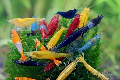 Meravigliose Neocaridina / gamberetti / shrimp