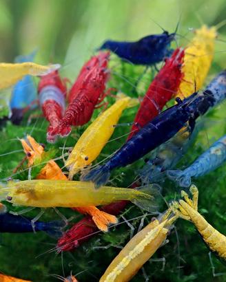 Meravigliose Neocaridina / gamberetti / shrimp