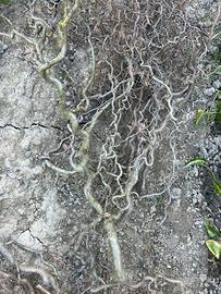 rami nocciolo contorto