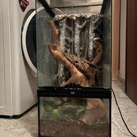 Terrario ExoTerra 60x30 Ideale per Gechi Arboricol