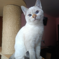 Prenotabili micini Thai Siamese Tradizionale