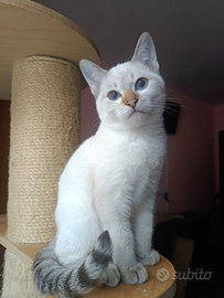 Prenotabili micini Thai Siamese Tradizionale