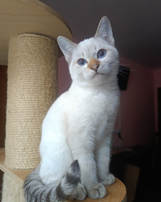 Prenotabili micini Thai Siamese Tradizionale