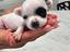 Immagine 4