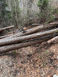 alberi da tagliare 