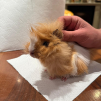 Porcellini d'india / cavie peruviane