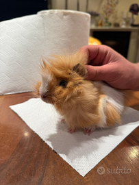 Porcellini d'india / cavie peruviane