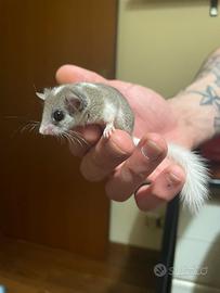 Animali