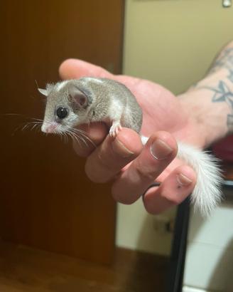 Animali