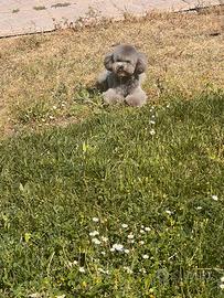 Barboncino Minitoy Silver