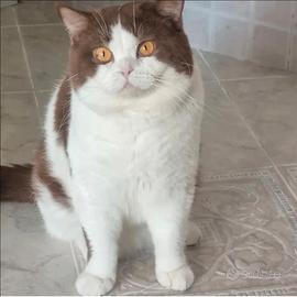 British shorthair