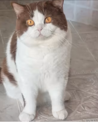 British shorthair