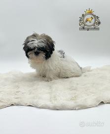 Magnifici cuccioli Shih Tzu