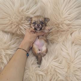 Chihuahua mini Toy teacup pelo lungo blu fawn