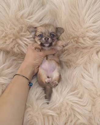 Chihuahua mini Toy teacup pelo lungo blu fawn