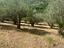 Immagine 6