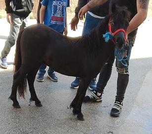 Pony