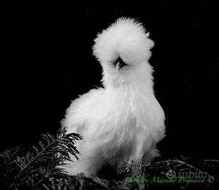 Galline ornamentali moroseta