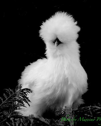 Galline ornamentali moroseta