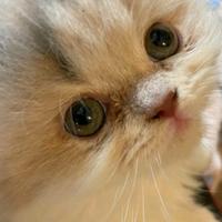 Gatto simil persiano