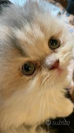 Gatto simil persiano