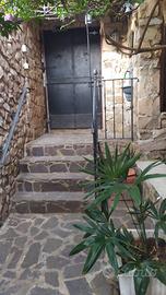Palma del Giappone trachycarpus fortunei