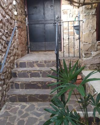 Palma del Giappone trachycarpus fortunei