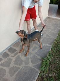 Segugio maschio 4 anni