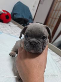 Bulldog francese