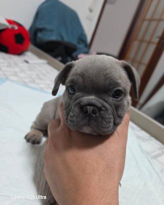 Bulldog francese