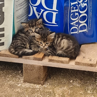 Gatti e gattini