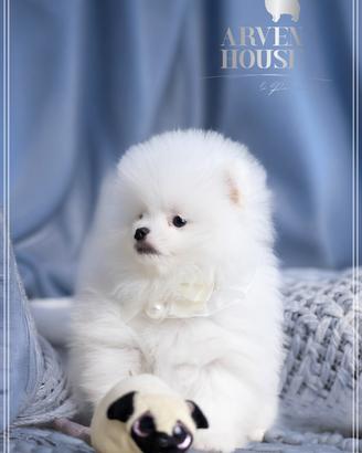 Pomerania bianco dolcissimo