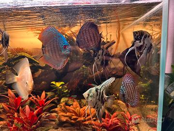 Scalari e Discus