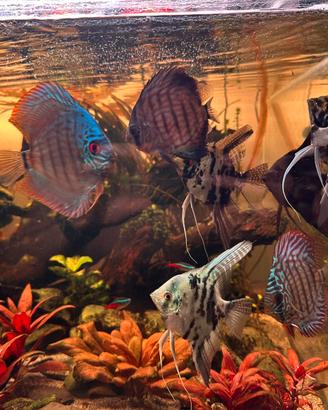Scalari e Discus