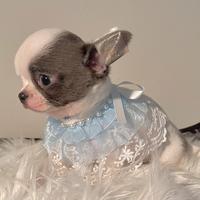 Cucciolo chihuahua Enci