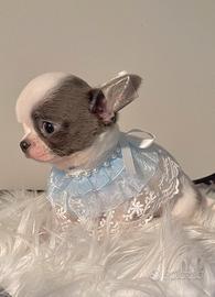 Cucciolo chihuahua Enci