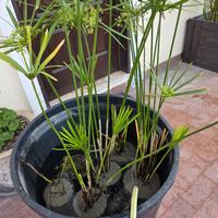 Pianta laghetto falso papiro