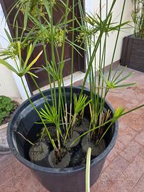 Pianta laghetto falso papiro