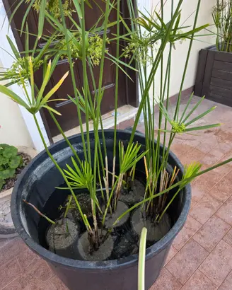 Pianta laghetto falso papiro