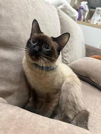 Gatto siamese